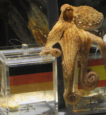 Paul the psychic octopus